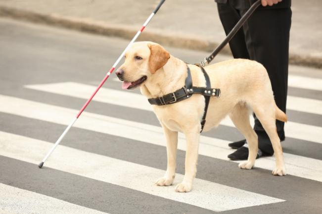 Az Sint Elisabeth Zottegem Faciliteiten Blindgeleide Hond